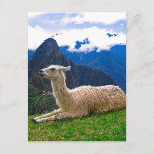 ama in Machu Picchu Briefkaart