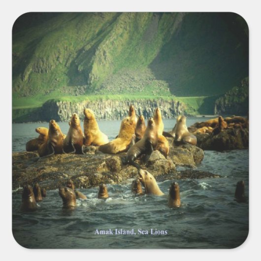 Amak Island Zee Lions Vierkante Sticker (Voorkant)