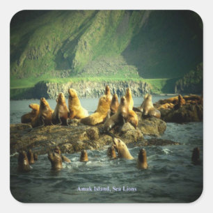 Amak Island Zee Lions Vierkante Sticker