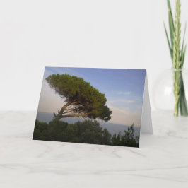 Amalfi Coast Umbrella Pine Tree, Italië - Kaart