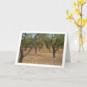 Amandel Orchard Landschap Kaart (Gele Bloem)