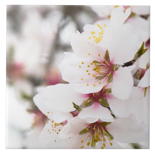 Amandelbloei Tegeltje (Voorkant)