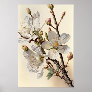 Amandelbloesems bloemenkunst Print Poster