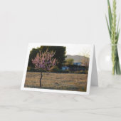 Amandelboom in Orchard Kaart (Voorkant)