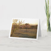 Amandelboomgaard in de lente kaart (Voorkant)