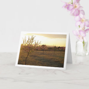 Amandelboomgaard in de lente kaart