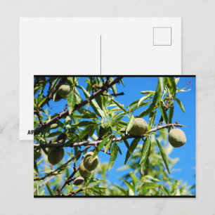 Amandelen in Blauwe Lucht Briefkaart
