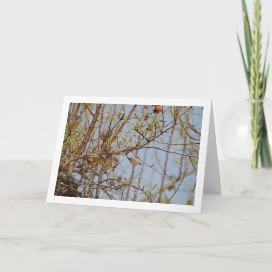 Amandelen op Branch Kaart (Voorkant)