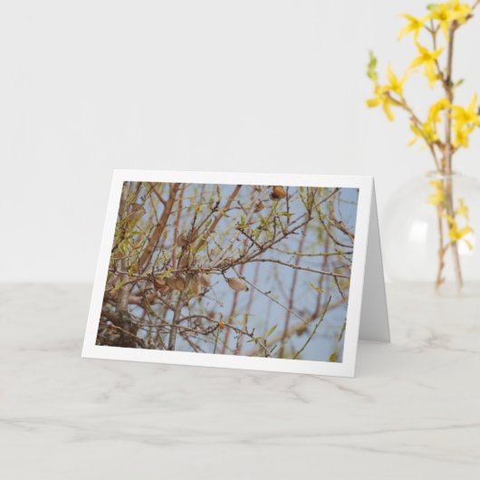 Amandelen op tak kaart (Gele Bloem)