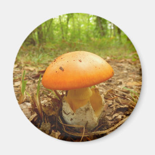 Amanita Caesarea Mushroom Magnet Magneet
