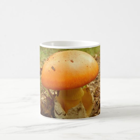 Amanita Caesarea Mushroom Mok (Center)