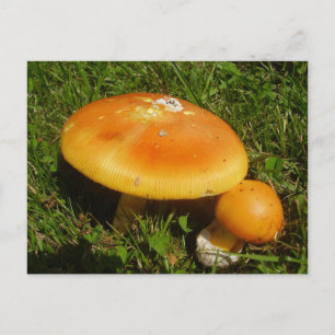 Amanita Caesarea paddenstoel Briefkaart