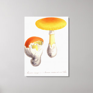 Amanita Caesaria uit 'Phytographie Medicale' door  Canvas Afdruk