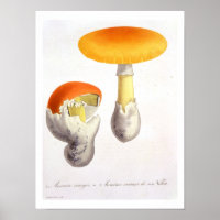 Amanita Caesaria uit 'Phytographie Medicale' door