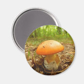 Amanita Césarée Magnet de champignons (Recto/Verso)