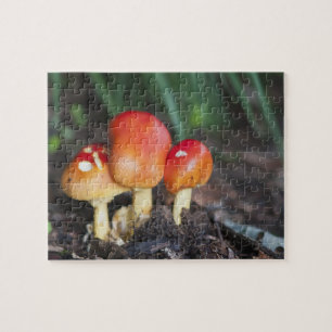Amanita familie paddenstoel legpuzzel