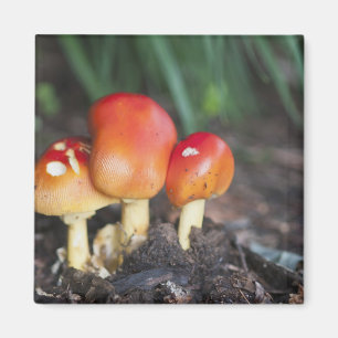 Amanita familie paddenstoel magneet