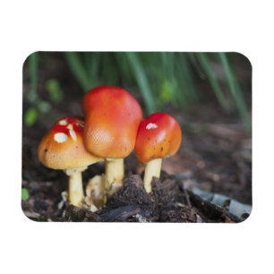 Amanita familie paddenstoel magneet