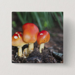 Amanita familie paddenstoel vierkante button 5,1 cm