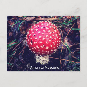 Amanita Muscaria Briefkaart