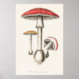 Amanita Muscaria — Illustratie paddenstoel ( Poster