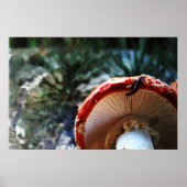 Amanita Muscaria met slug Poster (Voorkant)