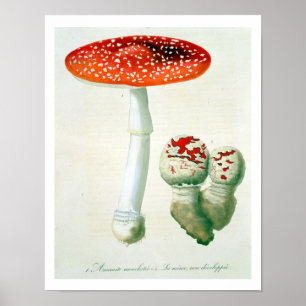 Amanita Muscaria uit 'Phytographie Medicale' door  Poster