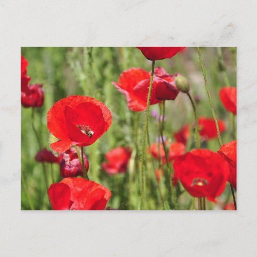 Amapolas Briefkaart (Voorkant)