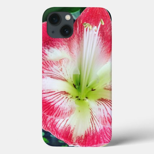 Amarilis roze wit kleur zachte bloem Case-Mate iPhone case (Achterkant)