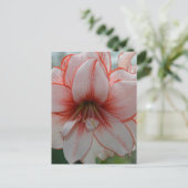  Amarylis Briefkaart (Staand voorkant)