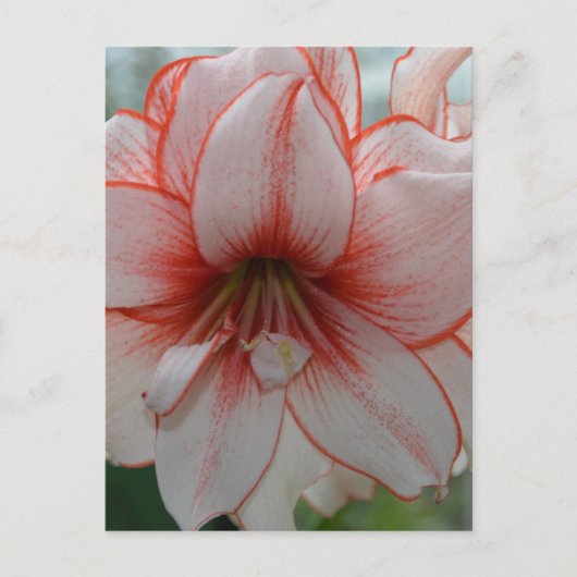  Amarylis Briefkaart (Voorkant)