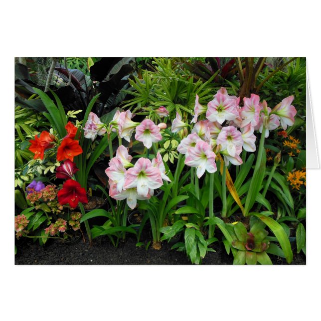 Amaryllis (Voorkant Horizontaal)