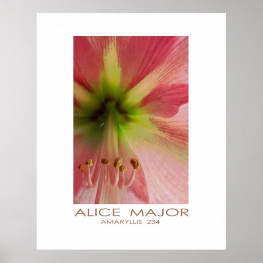 Amaryllis 234 poster (Voorkant)