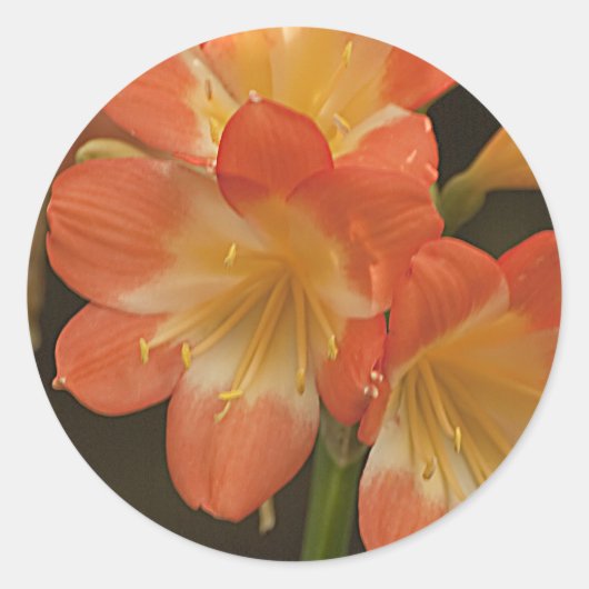 Amaryllis 2 ronde sticker (Voorkant)