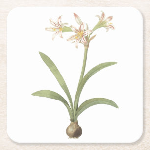 amaryllis (Amaryllis vittata) van Redouté Vierkante Kartonnen Onderzetter