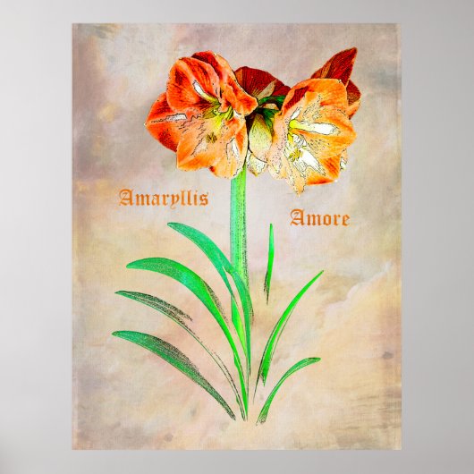 Amaryllis Amore Poster (Voorkant)