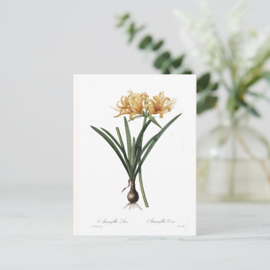 Amaryllis aurea briefkaart (Staand voorkant)