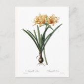 Amaryllis aurea briefkaart (Voorkant)