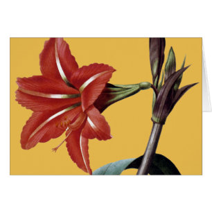 Amaryllis barrée