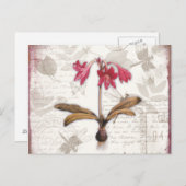 Amaryllis Belladonna Briefkaart (Voorkant / Achterkant)