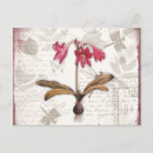 Amaryllis Belladonna Briefkaart (Voorkant)