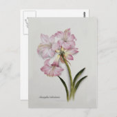 Amaryllis belladonna briefkaart (Voorkant / Achterkant)