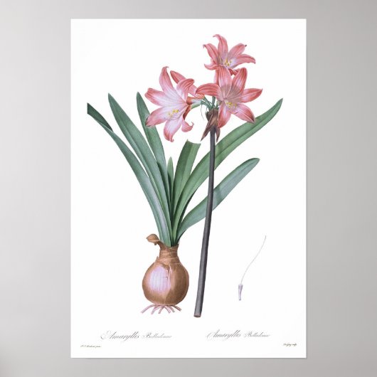 Amaryllis belladonna poster (Voorkant)