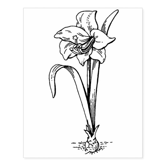 Amaryllis bloem lijn tekening kunst stempel (Afrduk)