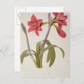 Amaryllis Brasiliensis Briefkaart (Voorkant / Achterkant)