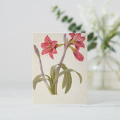 Amaryllis Brasiliensis Briefkaart (Staand voorkant)