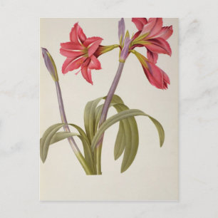 Amaryllis Brasiliensis Briefkaart