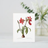 Amaryllis brasiliensis briefkaart (Staand voorkant)