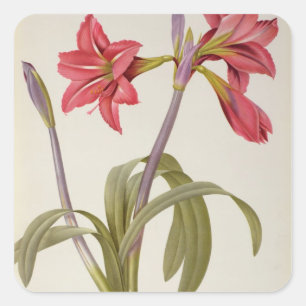 Amaryllis Brasiliensis Vierkante Sticker