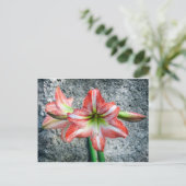 Amaryllis Briefkaart (Staand voorkant)